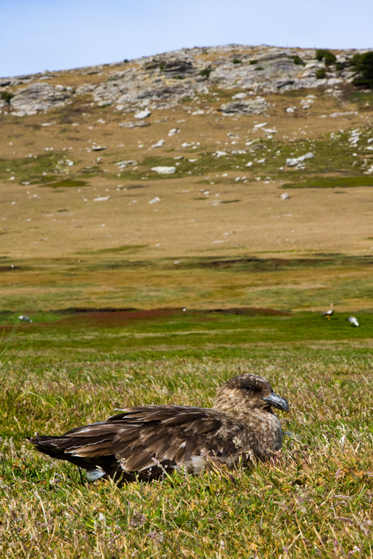 Brown Skua On Nest Scrape